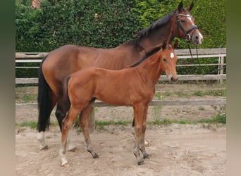 Oldenburger, Hengst, Veulen (05/2025), Bruin