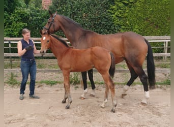 Oldenburger, Hengst, Veulen (05/2025), Bruin