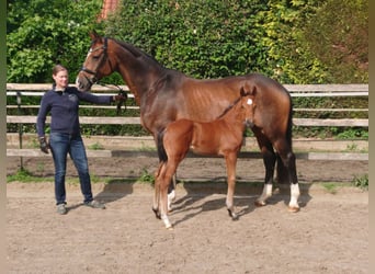 Oldenburger, Hengst, , Bruin