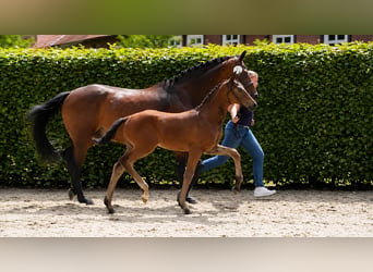 Oldenburger, Hengst, Veulen (05/2026), Bruin