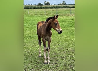 Oldenburger, Hengst, Veulen (05/2025), Bruin