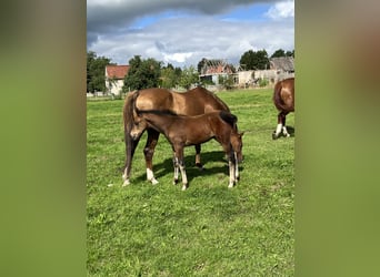 Oldenburger, Hengst, Veulen (05/2025), Bruin