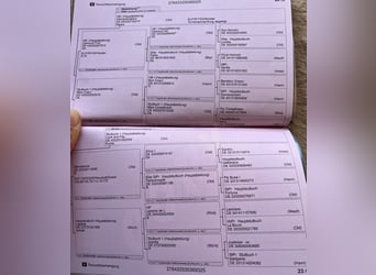 Oldenburger, Hengst, Veulen (05/2025), Bruin