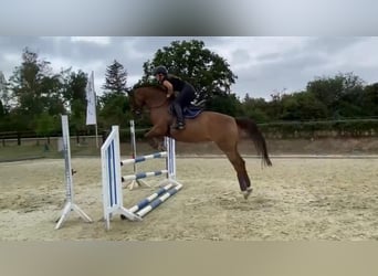 Oldenburger, Hengst, Veulen (05/2025), Bruin