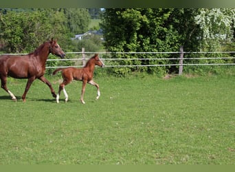 Oldenburger, Hengst, , Bruin