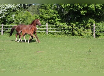 Oldenburger, Hengst, , Bruin