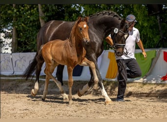 Oldenburger, Hengst, , Bruin