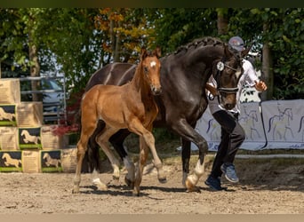 Oldenburger, Hengst, , Bruin