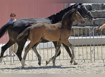 Oldenburger, Hengst, , Bruin