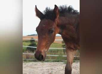 Oldenburger, Hengst, veulen (05/2024), Bruin