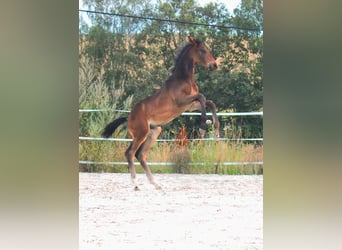 Oldenburger, Hengst, veulen (05/2024), Bruin