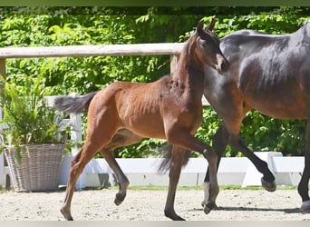 Oldenburger, Hengst, , Bruin