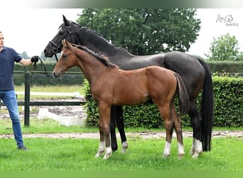 Oldenburger, Hengst, Veulen (04/2025), Bruin