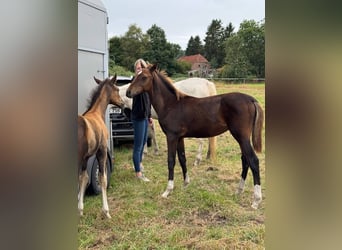 Oldenburger Mix, Hengst, Veulen (03/2026), Bruin