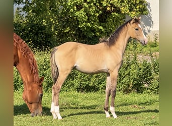 Oldenburger, Hengst, Veulen (05/2026), Buckskin