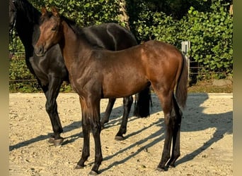 Oldenburger, Hengst, veulen (05/2024), Donkerbruin