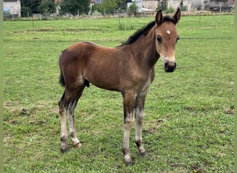 Oldenburger, Hengst, Veulen (05/2025), Donkerbruin