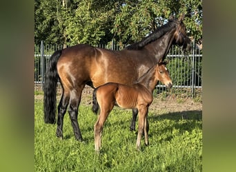 Oldenburger, Hengst, Veulen (06/2026), Donkerbruin