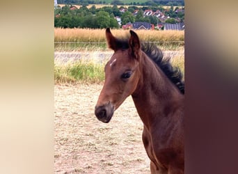 Oldenburger, Hengst, , Donkerbruin