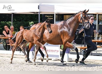 Oldenburger, Hengst, , Donkerbruin