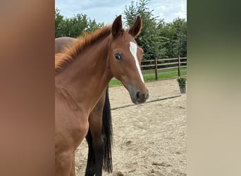 Oldenburger, Hengst, Veulen (04/2025), Donkere-vos