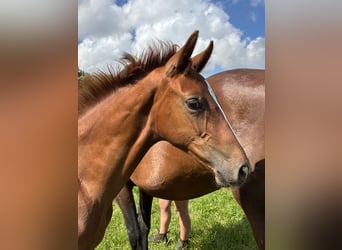 Oldenburger, Hengst, Veulen (04/2025), Donkere-vos