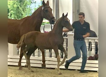 Oldenburger, Hengst, veulen (05/2023), Donkere-vos