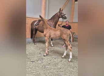 Oldenburger, Hengst, , Donkere-vos