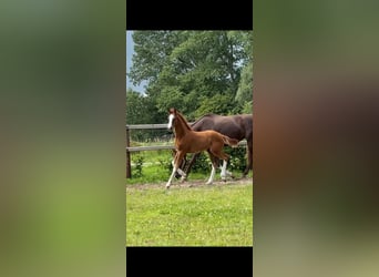 Oldenburger, Hengst, Veulen (04/2025), Donkere-vos