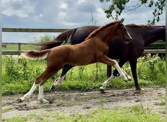 Oldenburger, Hengst, Veulen (04/2025), Donkere-vos