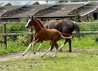 Oldenburger, Hengst, Veulen (04/2025), Donkere-vos