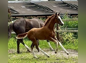 Oldenburger, Hengst, Veulen (03/2025), Donkere-vos
