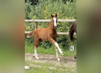Oldenburger, Hengst, Veulen (03/2025), Donkere-vos