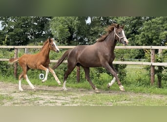 Oldenburger, Hengst, Veulen (03/2025), Donkere-vos