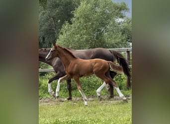 Oldenburger, Hengst, Veulen (03/2025), Donkere-vos