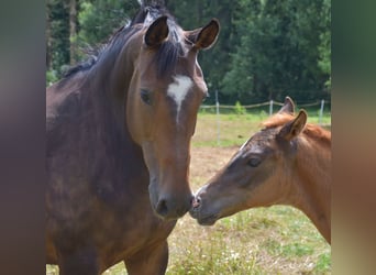 Oldenburger, Hengst, veulen (04/2024), Donkere-vos