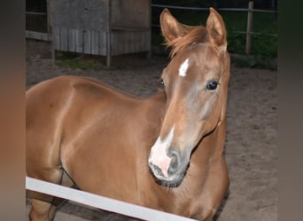 Oldenburger, Hengst, veulen (04/2024), Donkere-vos