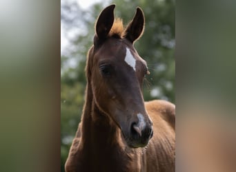 Oldenburger, Hengst, veulen (04/2023), Donkere-vos