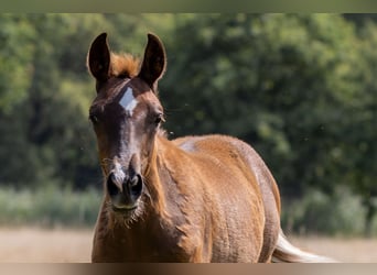Oldenburger, Hengst, veulen (04/2023), Donkere-vos