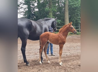 Oldenburger, Hengst, Veulen (04/2025), Donkere-vos