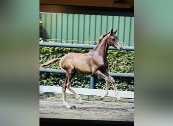 Oldenburger, Hengst, Veulen (04/2026), Donkere-vos