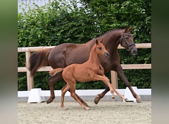 Oldenburger, Hengst, veulen (04/2024), Donkere-vos