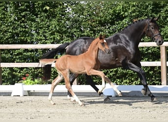 Oldenburger, Hengst, Veulen (06/2025), Donkere-vos