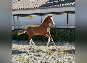 Oldenburger, Hengst, Veulen (04/2025)