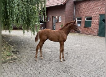 Oldenburger, Hengst, Veulen (04/2026)