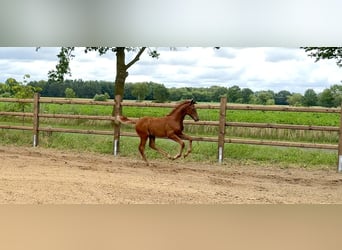Oldenburger, Hengst, Veulen (04/2026)