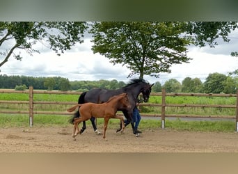 Oldenburger, Hengst, Veulen (04/2026)