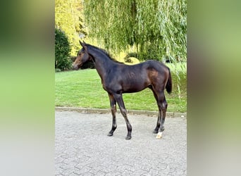 Oldenburger, Hengst, Veulen (05/2026)