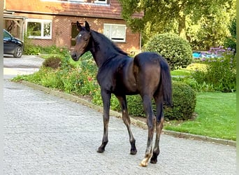 Oldenburger, Hengst, Veulen (05/2026)