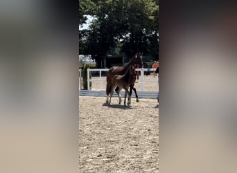 Oldenburger, Hengst, 